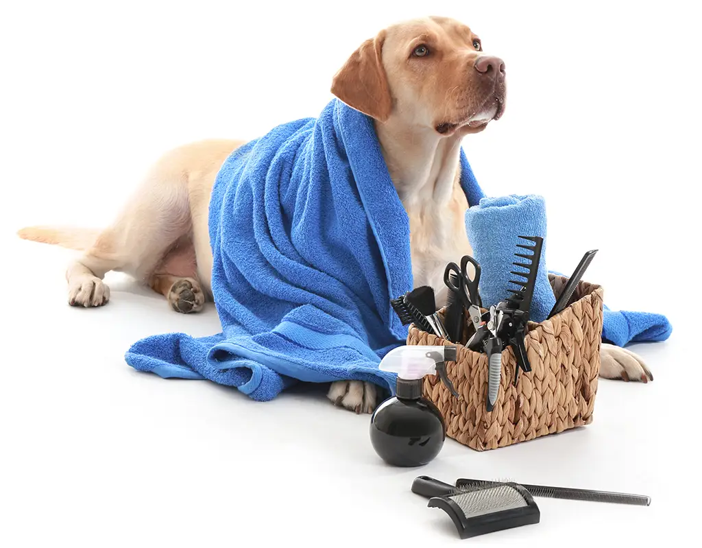 Hund mit Pflegeprodukten