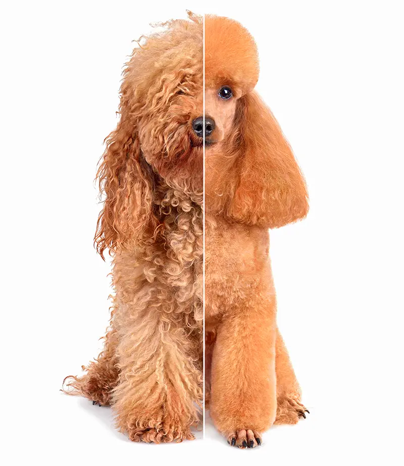 Hund vor und nach der Pflege