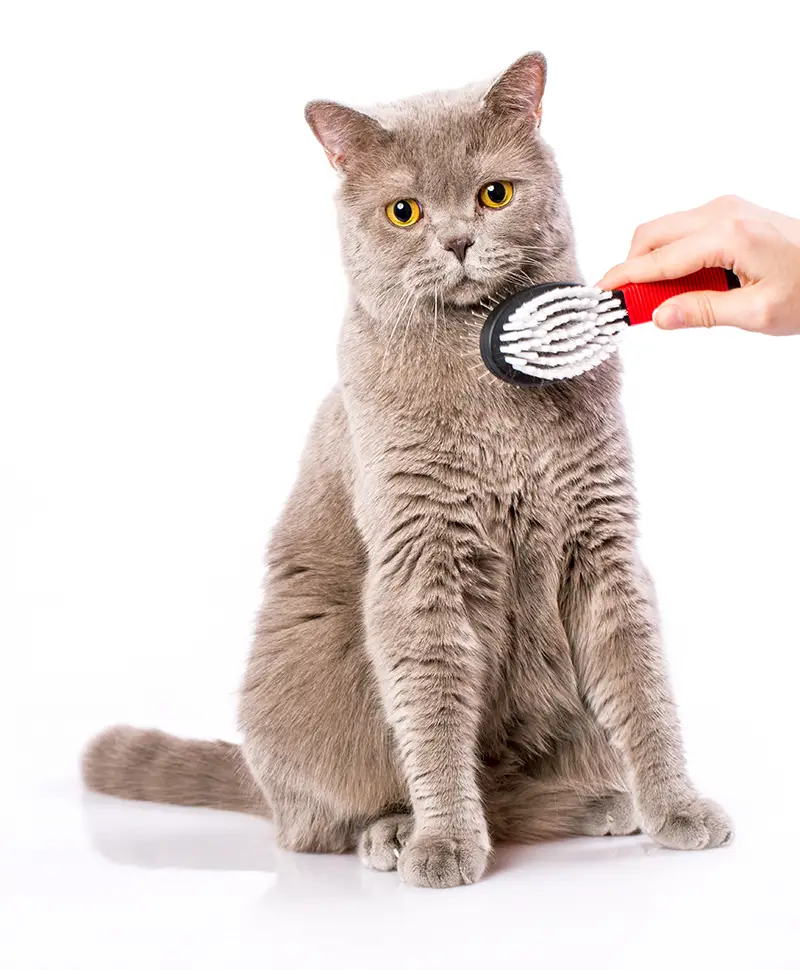 Fellpflege bei einer Katze